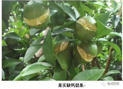 臺州農(nóng)資 臺州農(nóng)資